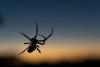 Scared of spiders? Science says it can be cured – with wheels and long-legged chairs
