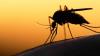 Malaria surge in Southern Africa sparks alarm: Zimbabwe among worst hit
