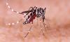 Bangladesh: Four more people die of dengue, raises death toll in 2025 to 249