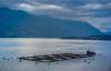 Chilean commission rejects another Indigenous petition to control land in salmon-farming territory