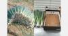 “Egyptian spring onion farmers have become more familiar with European specifications”