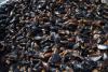 Bulgaria Faces Scrutiny as EU-Funded Mussel Farm Investigation Reveals Possible Fraud