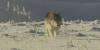 Western Colorado residents can learn wolf conflict mitigation techniques