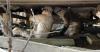 Storm's aftermath: Western Alaska begins damage assessments