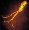 Science dpa international Manila-based scientists report stomach ulcer jab breakthrough