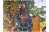 Invisible Poison: Mercury From Gold Mining Contaminates Crops
