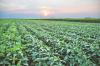 Brazil Begins Planting with Expected Record Acreage Driven by High Demand but Low Margins