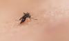 Iceland gets its first mosquitoes, thanks to global warming