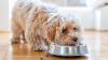 Raw Bistro issues urgent pet food recall over products containing bacteria that causes kidney failure — humans at risk