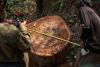 New book unearths environmental crime’s psychological roots