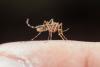 Scientists confirm first-ever mosquitoes in Iceland