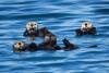 Booming sea otters and fading shellfish spark values clash in Alaska