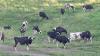 Wisconsin loosens restrictions on dairy cattle movement