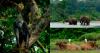 New report uncovers Congo Basin’s hidden $23 trillion untapped green goldmine