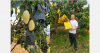 "Cambodian mango quality is expected to improve significantly next month"