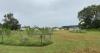Live Green: Delaware Inland Bays – Mini Forests