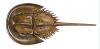 Delaware to Host Atlantic States Marine Fisheries Commission’s Annual Meeting Oct. 27-30 in Dewey Beach
