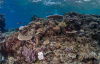 Fiji coral reefs show remarkable recovery after Cyclone Winston, study finds