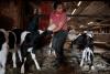 ICE lets Guatemalan mother who works on Vermont dairy farm remain in US