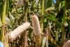 “Maize is Food”: Zambia’s Journey with Climate-Resilient Seeds