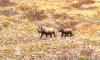 ‘Dorsland’ killed amid mining threat