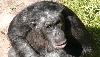 In 1997, A Zoo Chimp Amazed Scientists By Gathering Rocks To Throw At Visitors