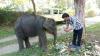 Assam: Elephant calf rescued near Bhutan Border in Udalguri