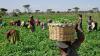 Nigeria Strengthens Ties with FAO to Drive Agricultural Growth