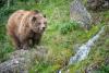 Alaska Trail Cam Captures Fat Bear’s Epic Waddle (Video)