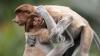 11 Adorable ‘Animal Antics’ Photo Winners From 2025’s Nature’s Best Photography Competition