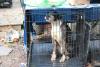 ‘Horrible neglect’: Arrest warrant reveals ‘deplorable’ conditions for 91 dogs and cats in pet sanctuary at Delaware townhouse
