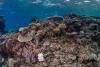 Fiji's Coral Reefs Show Remarkable Recovery After Category 5 Cyclone