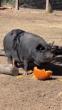 Guinea Hog Dives ‘Snout-First’ Into Pumpkin