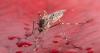 Mosquitoes spotted in Iceland for first time, researcher says