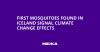 First Mosquitoes Found in Iceland Signal Climate Change Effects