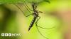 Mosquitoes found in Iceland for first time after record heat