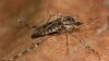 Mosquitoes reach Iceland for the first time as climate warms northern island