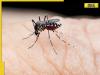 Mosquitoes seen in Iceland for first time ever, know what led to this