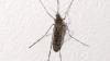 Mosquitoes Have Been Found in Iceland for the First Time Ever