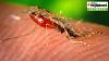 Why has Iceland recorded its first sighting of mosquitoes now?