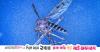Mosquitoes found in Iceland for the first time amid rising temperatures