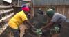 The Nubian women reviving traditional agriculture in Nairobi's largest slum