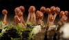 Bolstering science education at HBCUs, one slime mold at a time