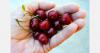 Chile shipped this season's first cherry air shipments to China
