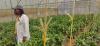 From Ghana to Kenya: How A Borrowed Innovation Is Empowering Farmers And Promoting Safer Food