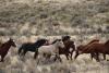 Environmentalists challenge ‘inhumane’ Nevada horse corral