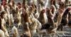 Belgium orders all poultry to be kept indoors over bird flu outbreak