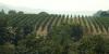 Oregon wineries, vineyards reach $125 million wildfire smoke settlement with PacifiCorp