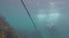 New underwater technology could give scientists a direct line to orcas