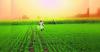 Indian fertiliser companies to establish urea manufacturing facility in Russia